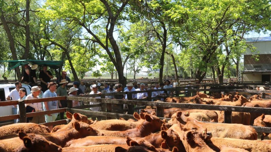 Los mejores lotes de terneros en Sivero y Cía.