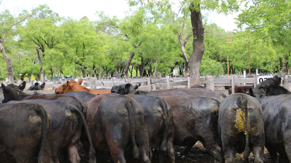 Hasta $160 por las mejores vacas en la feria de Néstor I. Goenaga y Cía.
