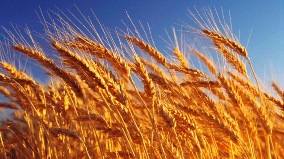 Estiman exportación de unos 13.5 millones de toneladas de trigo