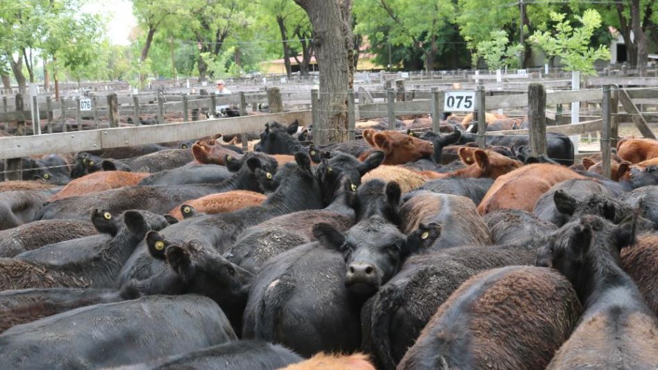 Las terneras de Pampa Luna que sobresalieron en la feria de Adolfo Koerner y Cía.