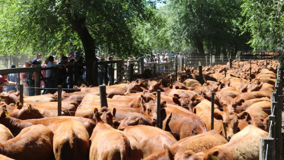 Las futuras madres de Est. San Lorenzo que hicieron $81.500/290 Kg., en Sivero y Cía.