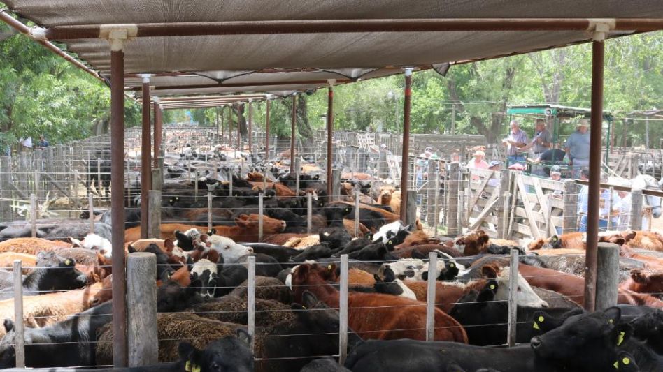  Corrales y filas completas en la reciente venta de Hourcade, Albelo y Cía.