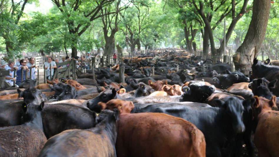 La fila de vaquillonas que lucieron en Cacharí. Varios de los conjuntos fueron para madres. 