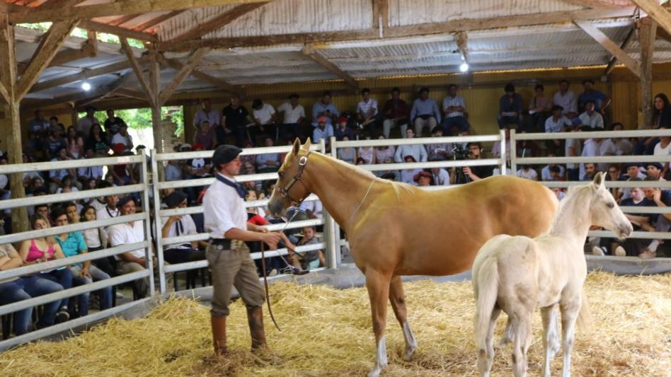 Tribunas colmadas y el máximo del remate para una madre de la cabaña azuleña.