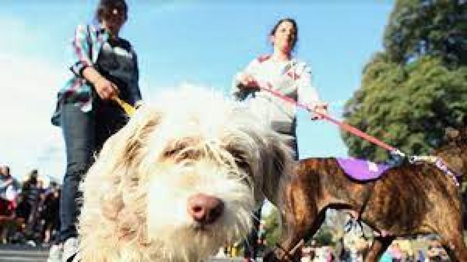Pirotecnia y altas temperaturas: cómo reducir el malestar de las mascotas durante diciembre