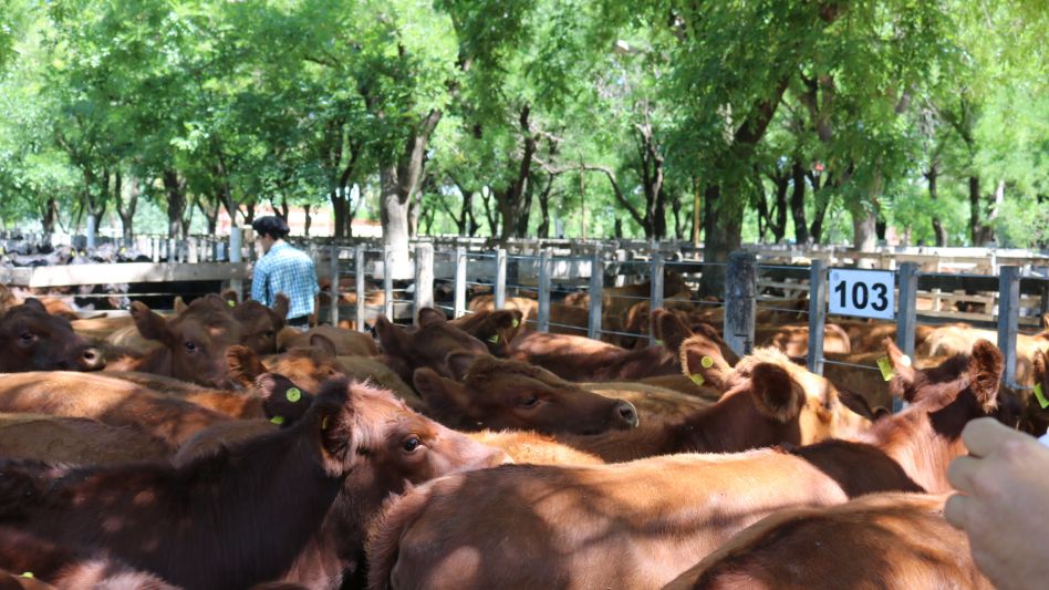 Las futuras madres que fueron ubicadas en $77.500/285Kg.,  en el remate de Néstor I. Goenaga y Cía.