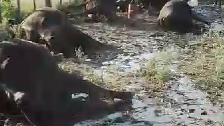 Golpe de calor: unos 25 animales murieron en un campo de Bolívar