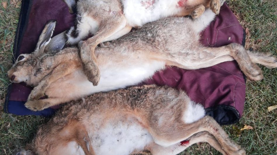   Arrestaron a cuatro cazadores furtivos