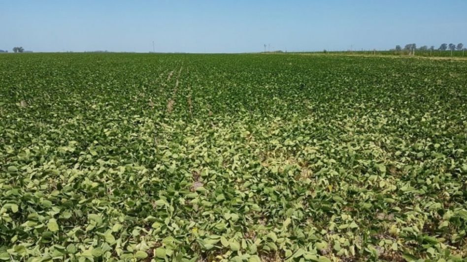 Por la sequía, estiman pérdidas en soja y trigo por casi USD 5 mil millones