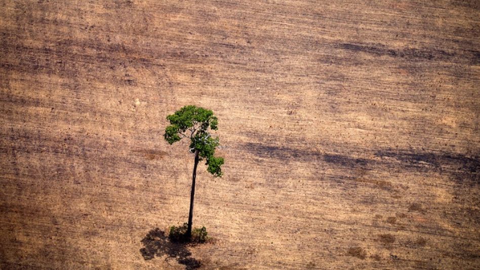 La pérdida de animales impide a las plantas adaptarse al cambio climático