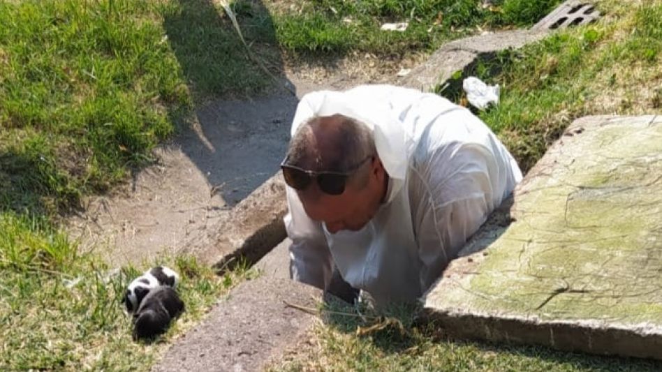 Rescataron a 6 cachorritos que estaban atrapados en un caño pluvial