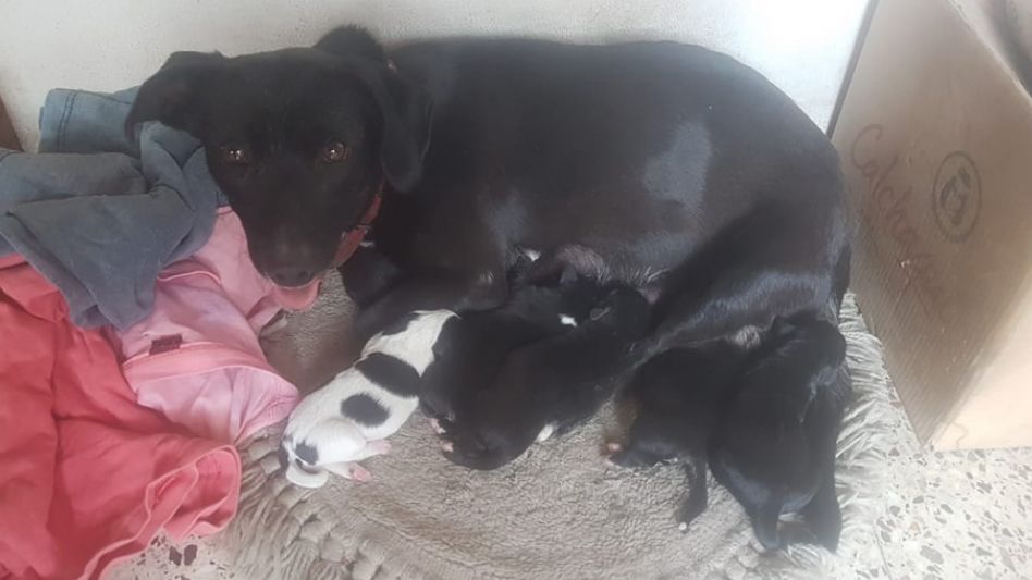 Rescataron a 6 cachorritos que estaban atrapados en un caño pluvial
