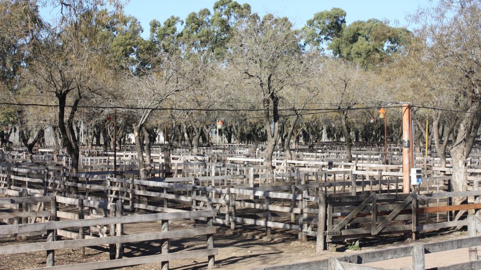 SENASA autorizó los remates en la Sociedad Rural de Azul