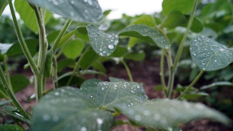 El alivio llegó con las intensas lluvias, que eran totalmente necesarias para el sector agropecuario.