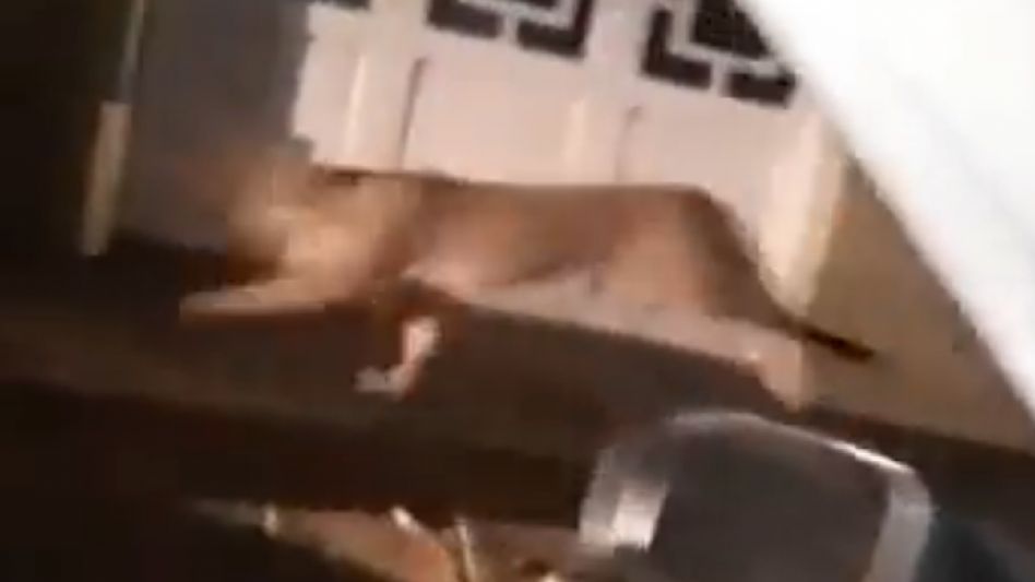 Coronel Dorrego: temor por la aparición de un puma en pleno centro