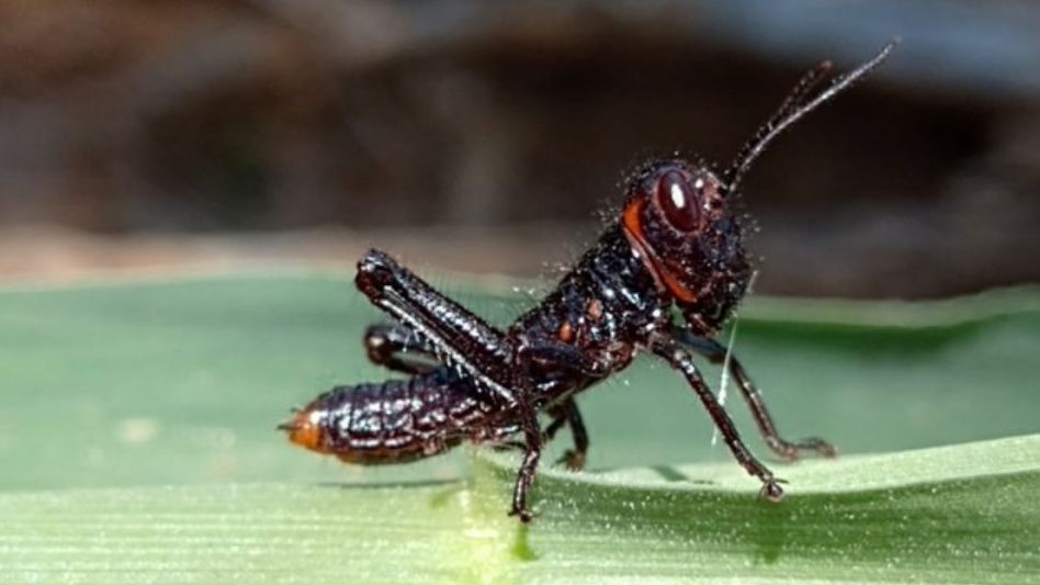Alerta por la aparición de una plaga en Córdoba