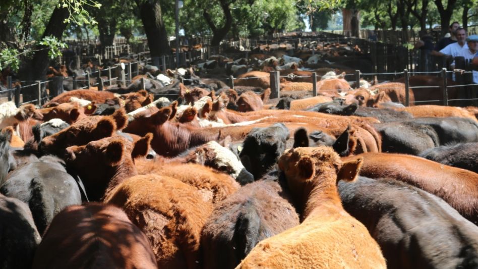 Filas y lotes especiales en la feria de Hugo R. Arístegui y Cía.