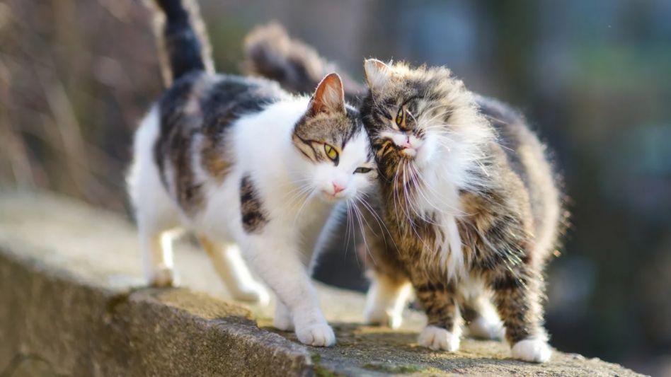 El gato es el único animal que tiene un día internacional multiplicado por tres