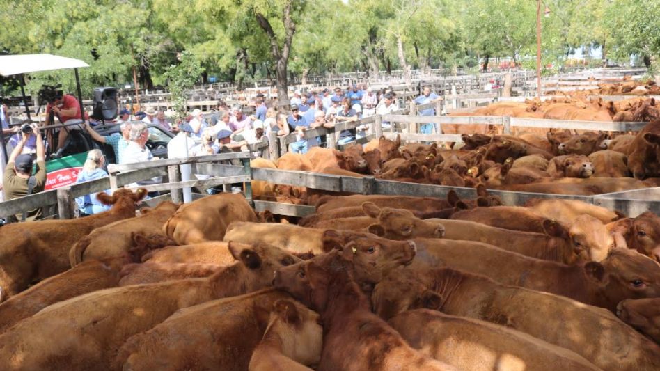 Los 150 novillos Marca Líquida que despuntaron en Wallace SA., y que se vendieron en $96.000/319 Kg.
