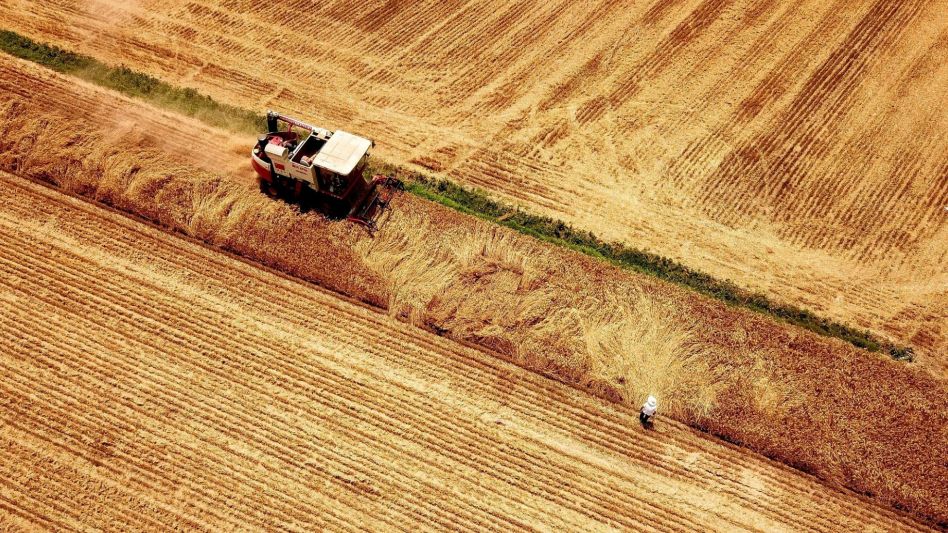 Oficializan el fideicomiso de trigo para "garantizar abastecimiento y precios accesibles" de harina y fideos