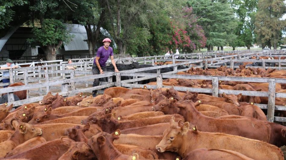 Los terneros que hicieron $69.000/175 Kg., en el Especial de Sivero y Cía. 