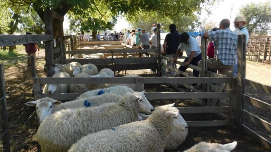 Interés y demanda por los ovinos en Arzoz y Cía., y Suc de Brivio.