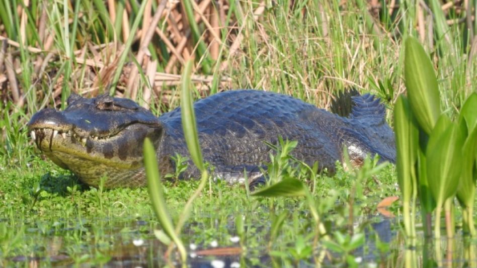 Rescatan animales autóctonos para llevarlos a otras zonas tras incendios en Corrientes
