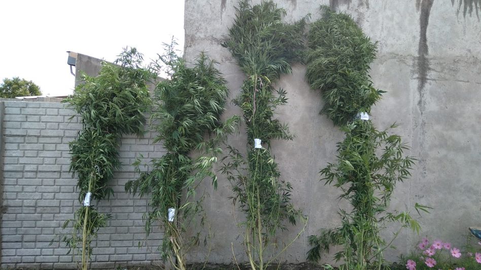  Incautaron plantas de cannabis sativa 
