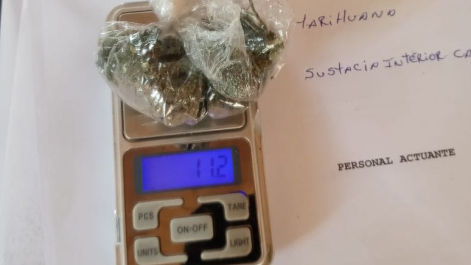  Incautaron plantas de cannabis sativa 