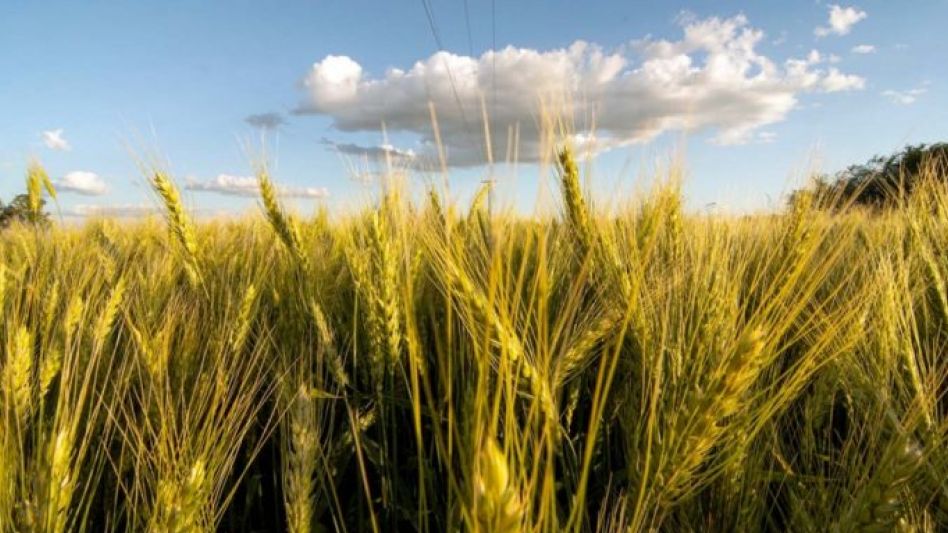 El Gobierno se encuentra analizando: todas las soluciones posibles para evitar un impacto inflacionario de la suba del precio internacional del trigo, a raíz de la invasión rusa a Ucrania.
