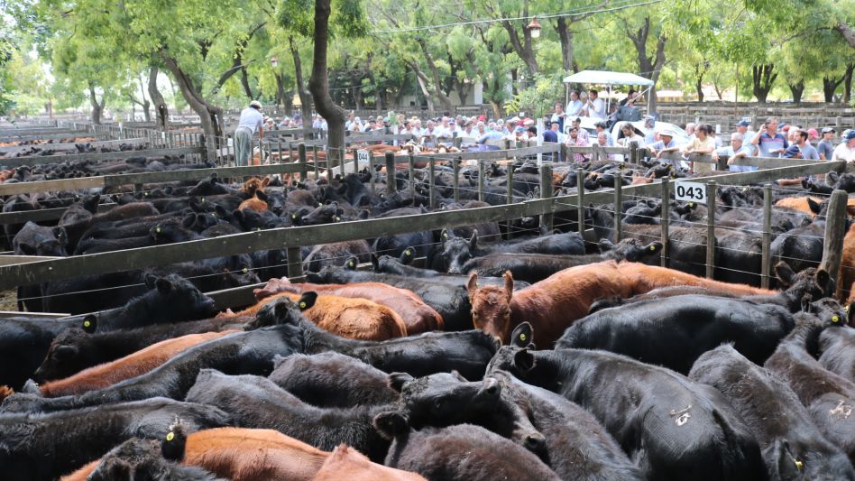  Toda la fuerza de los Angus en la Sociedad Rural de Azul