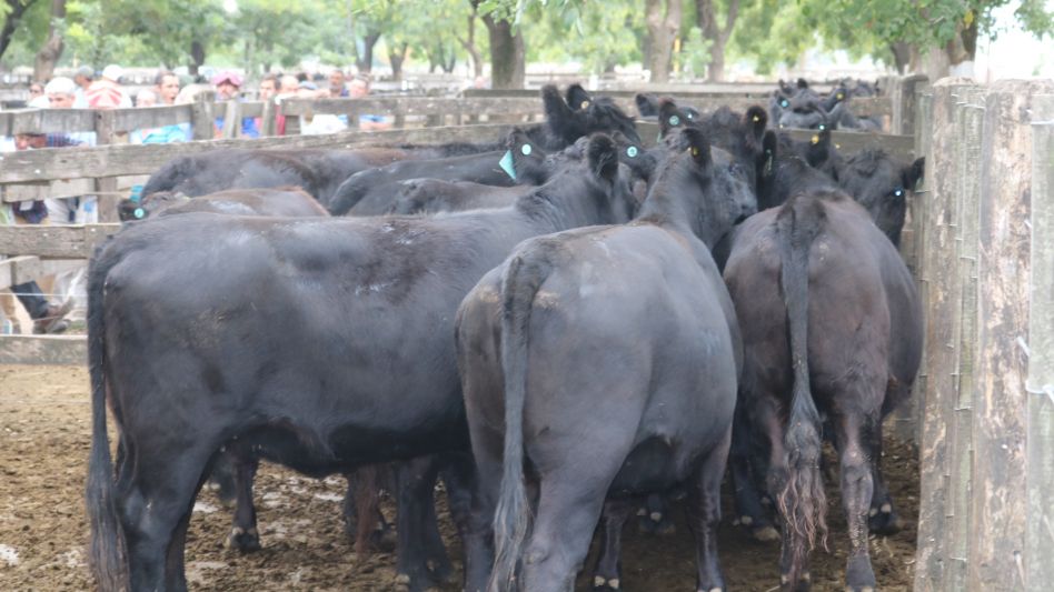 Las vacas preñadas haciendo punta en Wallace SA.