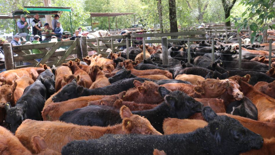 Corrales llenos y más de 5 mil vacunos en Hourcade Albelo y Cía.
