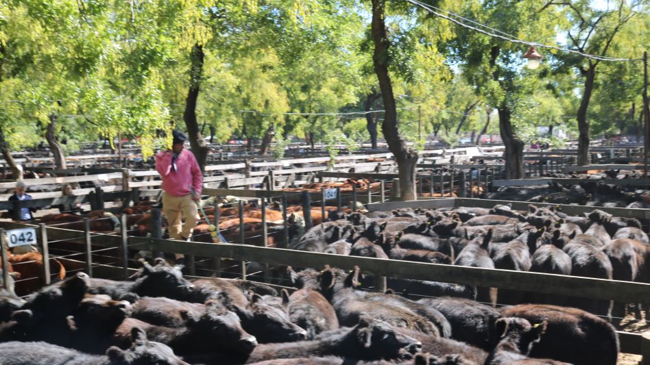 Toda la jerarquía de los nuevos terneros en los corrales de la SRA.