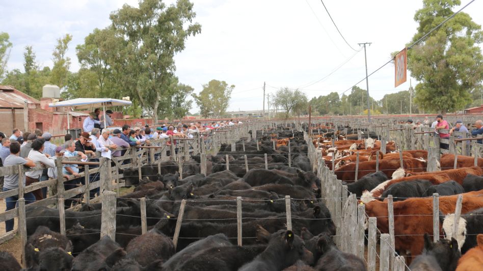 Los corrales llenos y 7.670 vacunos vendidos en Víttori Ercazti SA.