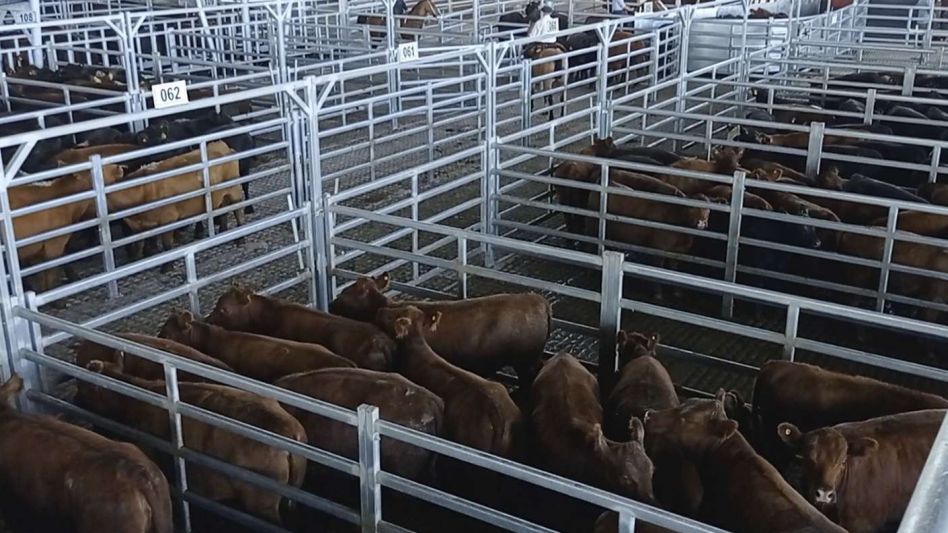 Ingresos disminuidos y números fuertes en la última ronda del Mercado de Cañuelas.