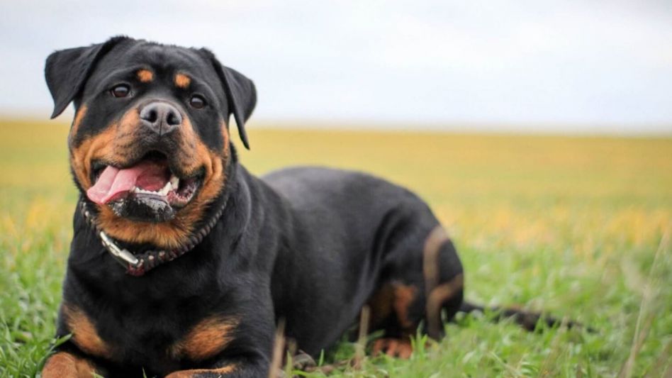 Una mujer fue atacada por su perro rottweiler en su casa y está internada