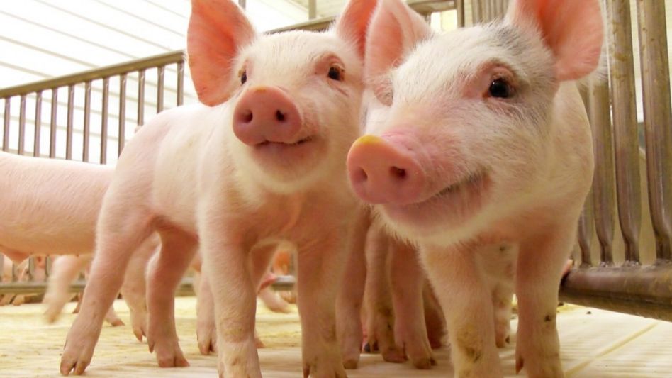 Proyectan una menor producción y demanda   mundial de porcinos para el segundo semestre