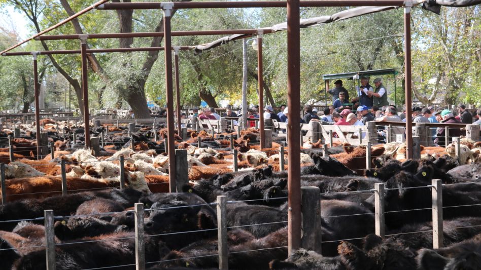 Corrales completos y una de las máximas expresiones de la zafra en Hourcade, Albelo y Cía.