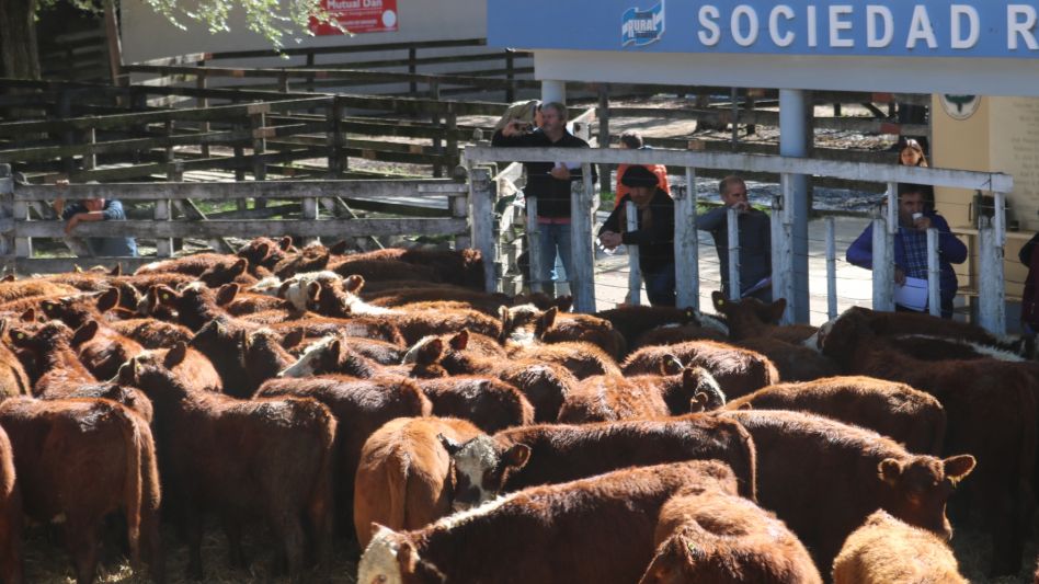 Los terneros de Agropecuaria San Martín despuntando en Olavarría.