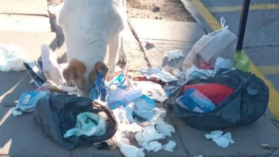 Si bien el Punto Limpio fue levantado días atrás, algunos vecinos desconsiderados siguen llevando residuos al lugar y los perros aprovechan para hurgar las bolsas en busca de comida.