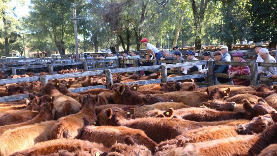 Las Angus coloradas que resaltaron por calidad y precios en Sivero y Cía.