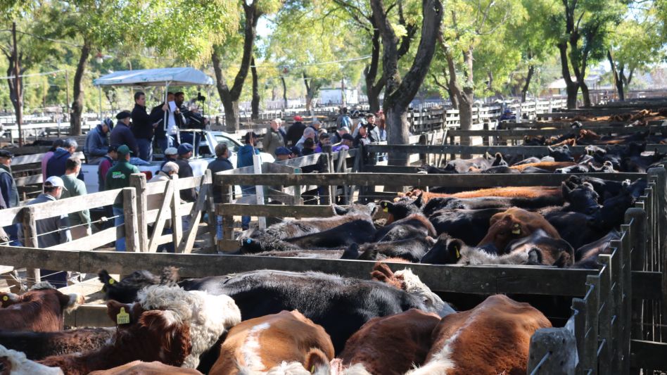 Unas 500 vacas y topes de $252 para invernar en Néstor I. Goenaga y Cía.
