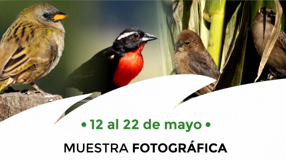 Se presentará una muestra fotográfica de aves en el Cultural San Martín