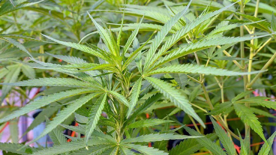 Fallo inédito: ordenan devolver las plantas de cannabis a un paciente oncológico de Junín