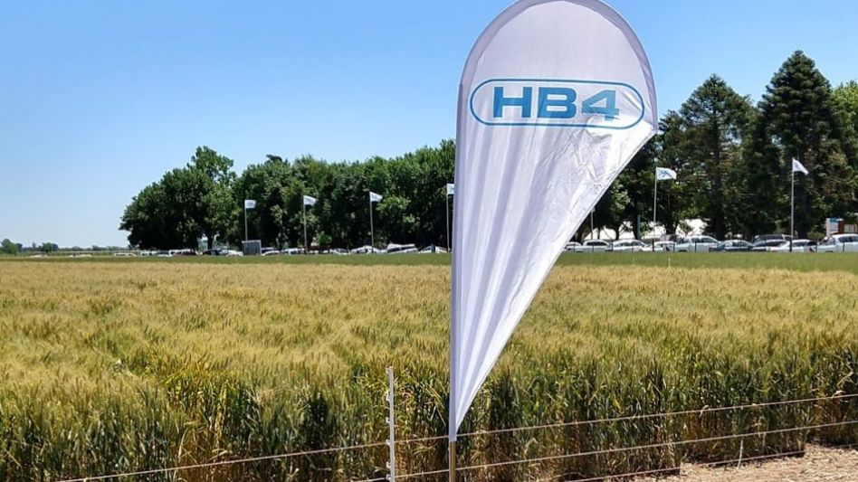 Carbap, "preocupada" por la aprobación del trigo HB4: "El mundo no quiere cereal transgénico"
