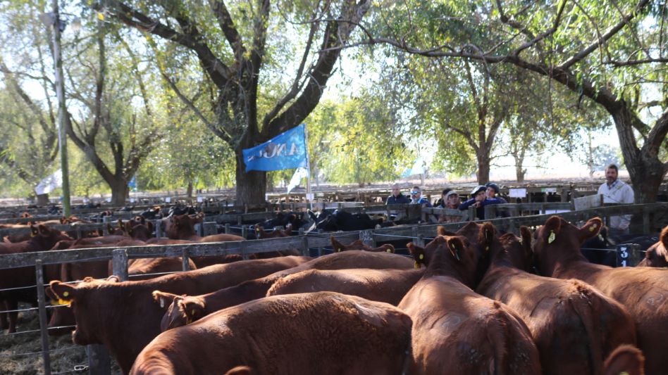 Más de 800 vientres y toda la potencia de Delfinagro en Las Flores.