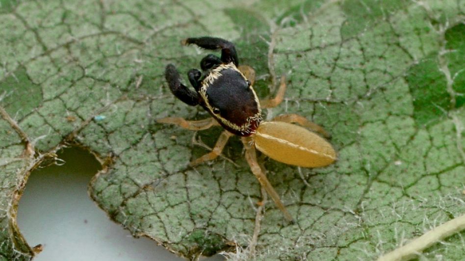 "Patoruzito", la nueva especie de araña descubierta en Misiones