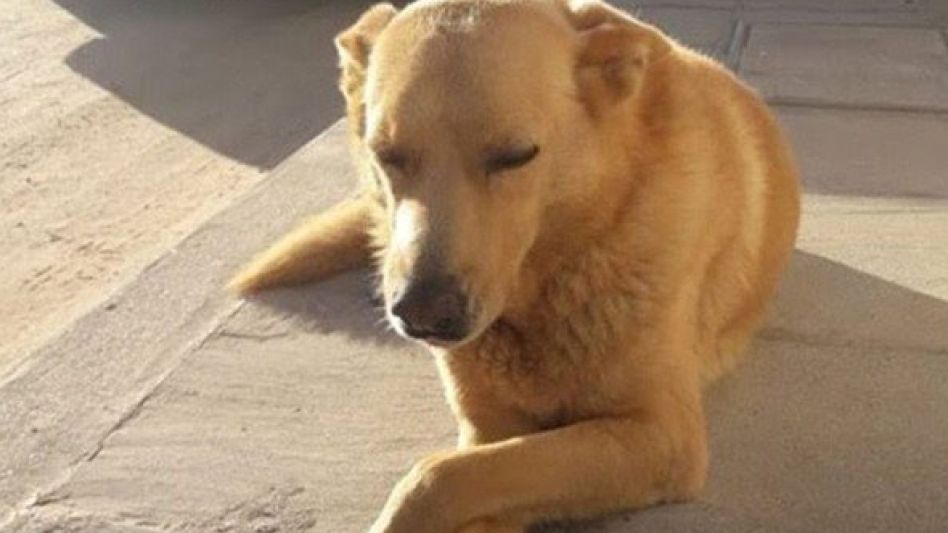 Justicia para "Rubio": condenan a un año y medio de prisión al conductor que lo mató en Mar del Tuyú