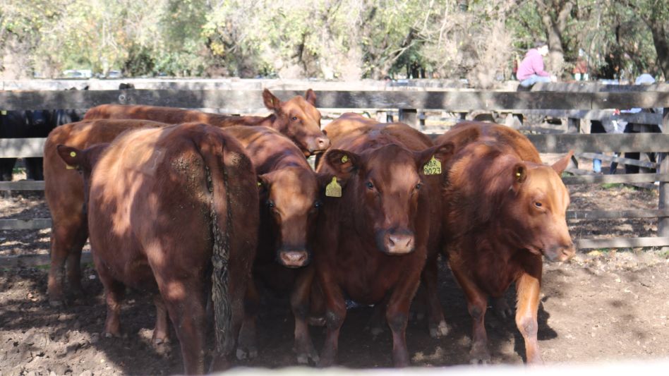 Las vaquillonas preñadas que hicieron punta en los Vientres del Sudoeste que vendió Casa Lago.